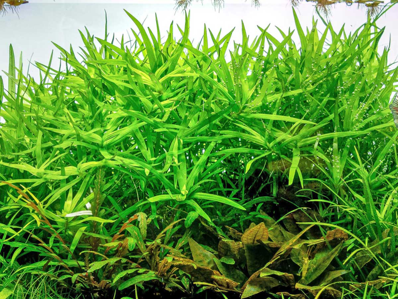 Preview: Trugkölbchen - Heteranthera zosterifolia in vitro